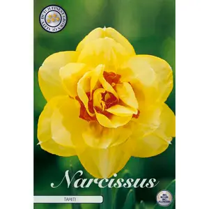 Dubbel Narciss, Tahiti 5 st