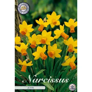 Cyklamennarciss, Jetfire 7 st