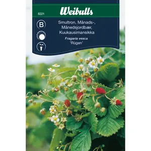 Månadssmultron, Rügen