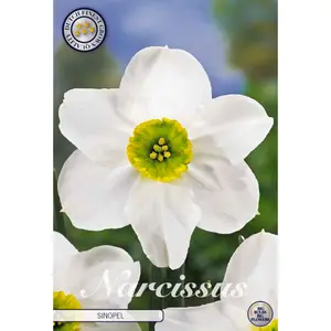 Pingstlilja, Sinopel 5 st