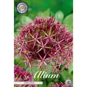 Stäpplök, Christophii 5 st