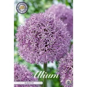 Jättelök, Gladiator 1 st