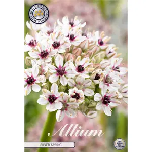 Prydnadslök, Silverspring 1 st