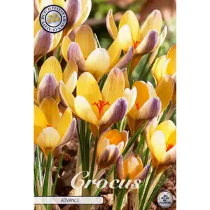 Botanisk krokus, Advance 10 st