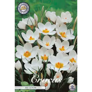 Botanisk krokus, Ard Schenk 20 st