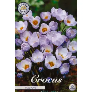Botanisk krokus, Blue Pearl 20 st