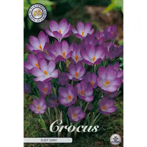 Botanisk krokus, Ruby Giant 20 st