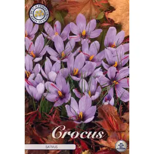 Botanisk krokus, Saffranskrokus 10 st