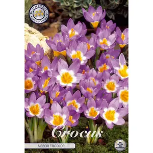 Botanisk krokus, Sieberi Tricolor 20 st