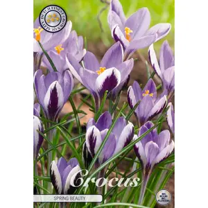 Botanisk krokus, Spring Beauty 20 st