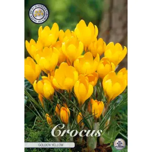 Vårkrokus, Golden Yellow 10 st