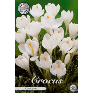 Vårkrokus, Jeanne D´Arc 10 st