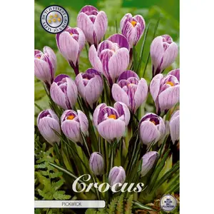 Vårkrokus, Pickwick 10 st