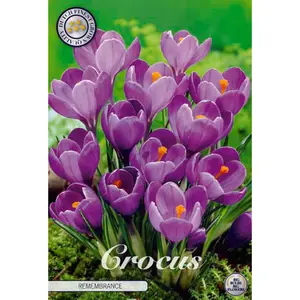 Vårkrokus, Remembrance 10 st