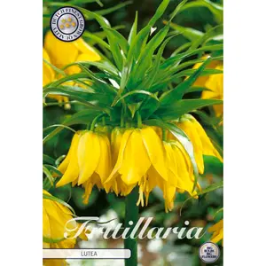 Kejsarkrona, Lutea 1 st