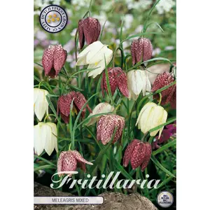 Kungsängslilja, blandade färger 15 st