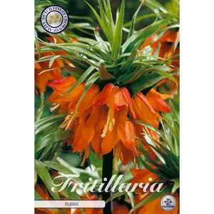 Kejsarkrona, Rubra 1 st