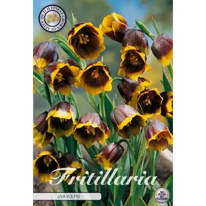 Kungsängslilja, Uva vulpis 10 st