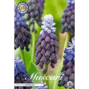 Pärlhyacint, Muscari Latifolium 15 st