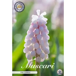 Pärlhyacint, Pink Sunrise 5 st