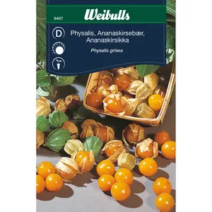Physalis / Gyllenbär