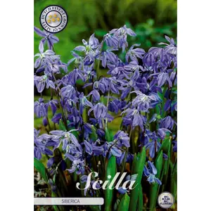 Rysk blåstjärna, Scilla siberica 15 st