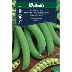 Märgärt, Senator hög