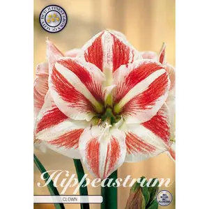 Amaryllis, Clown XXL lök 1 st