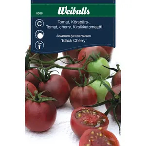 Körsbärstomat, Black Cherry - OUTLET