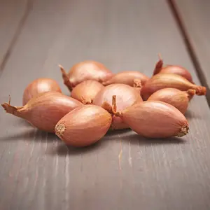 Sättlök, Bananschalotten Mikor 250 g