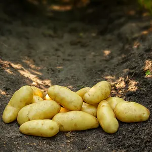 Sättpotatis, Asparges 2 kg