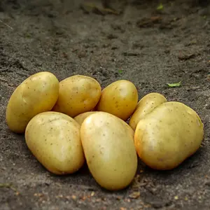 Sättpotatis, Darling 2 kg