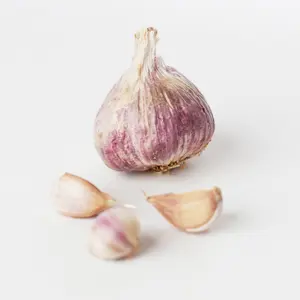 Sättvitlök Germidour