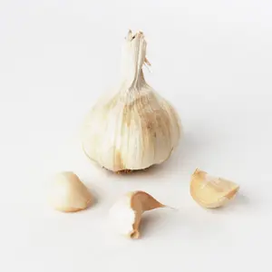 Sättvitlök Messidor