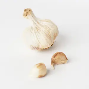 Sättvitlök Sabagold