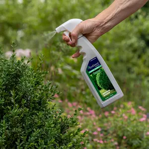 Buxbom bladnäring Feed & Shine 750ml spray