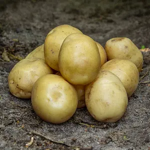 Sättpotatis, Hamlet 2 kg