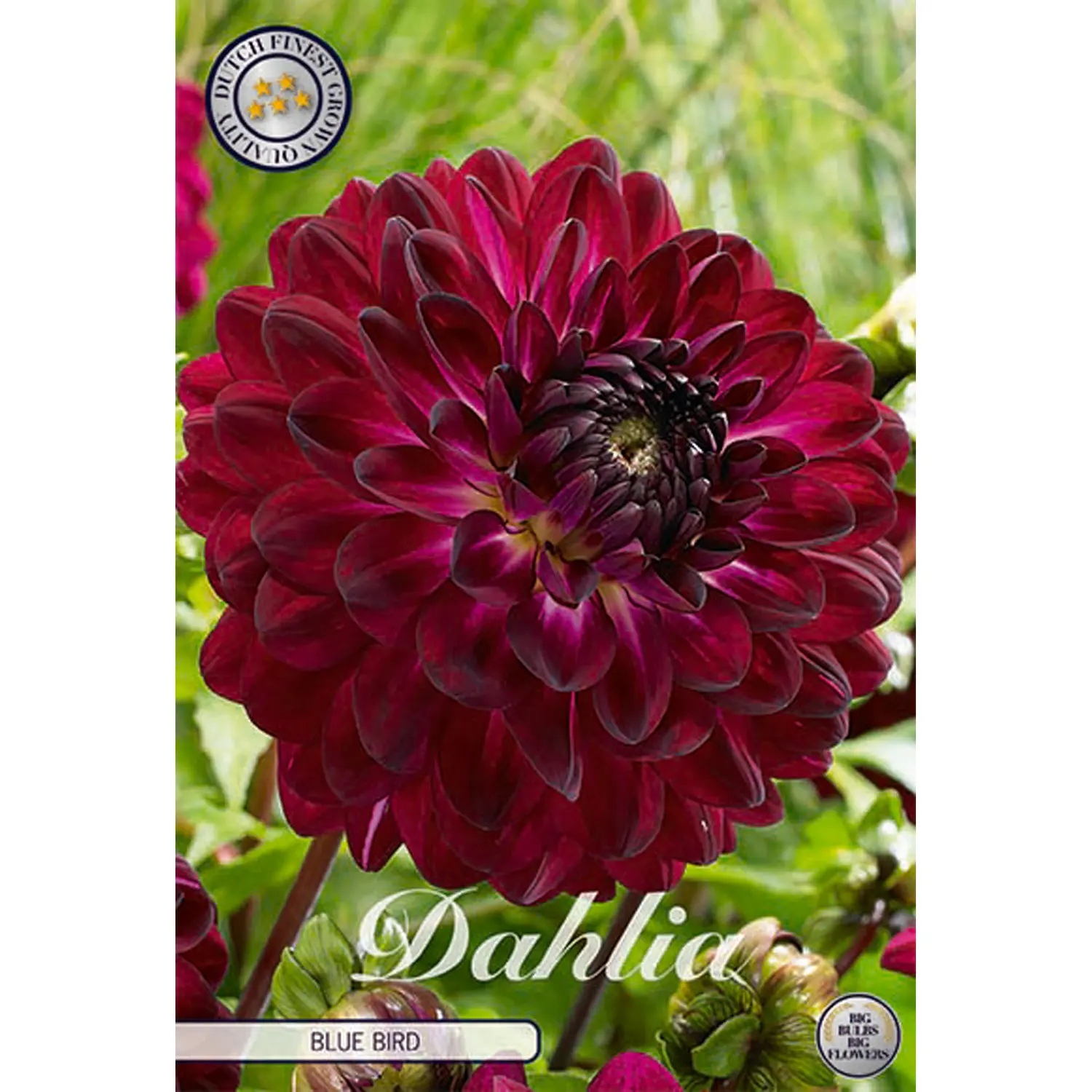 Dekorativdahlia, Blue Bird 1 st
