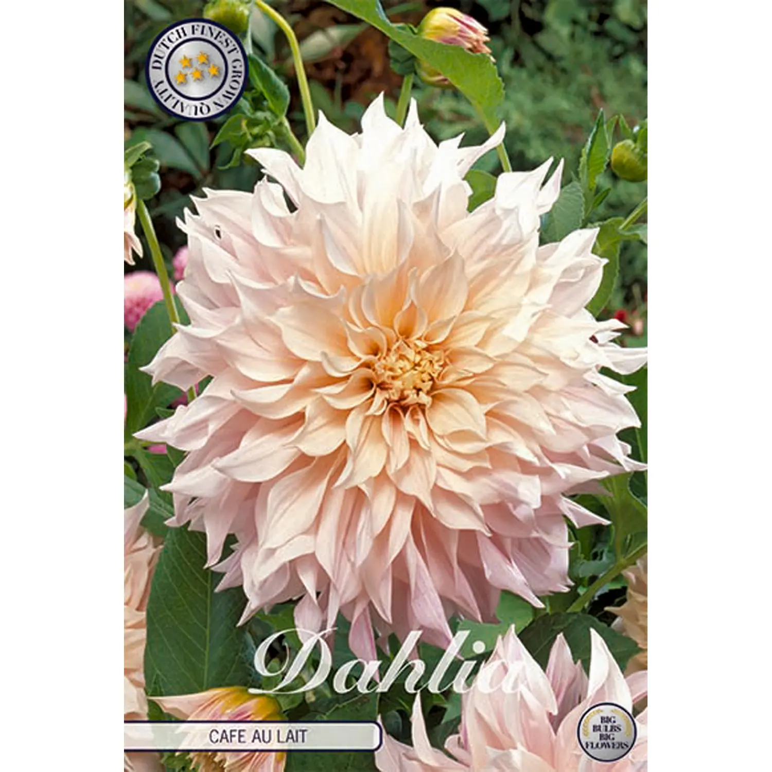 Dekorativdahlia, Café au Lait 1 st