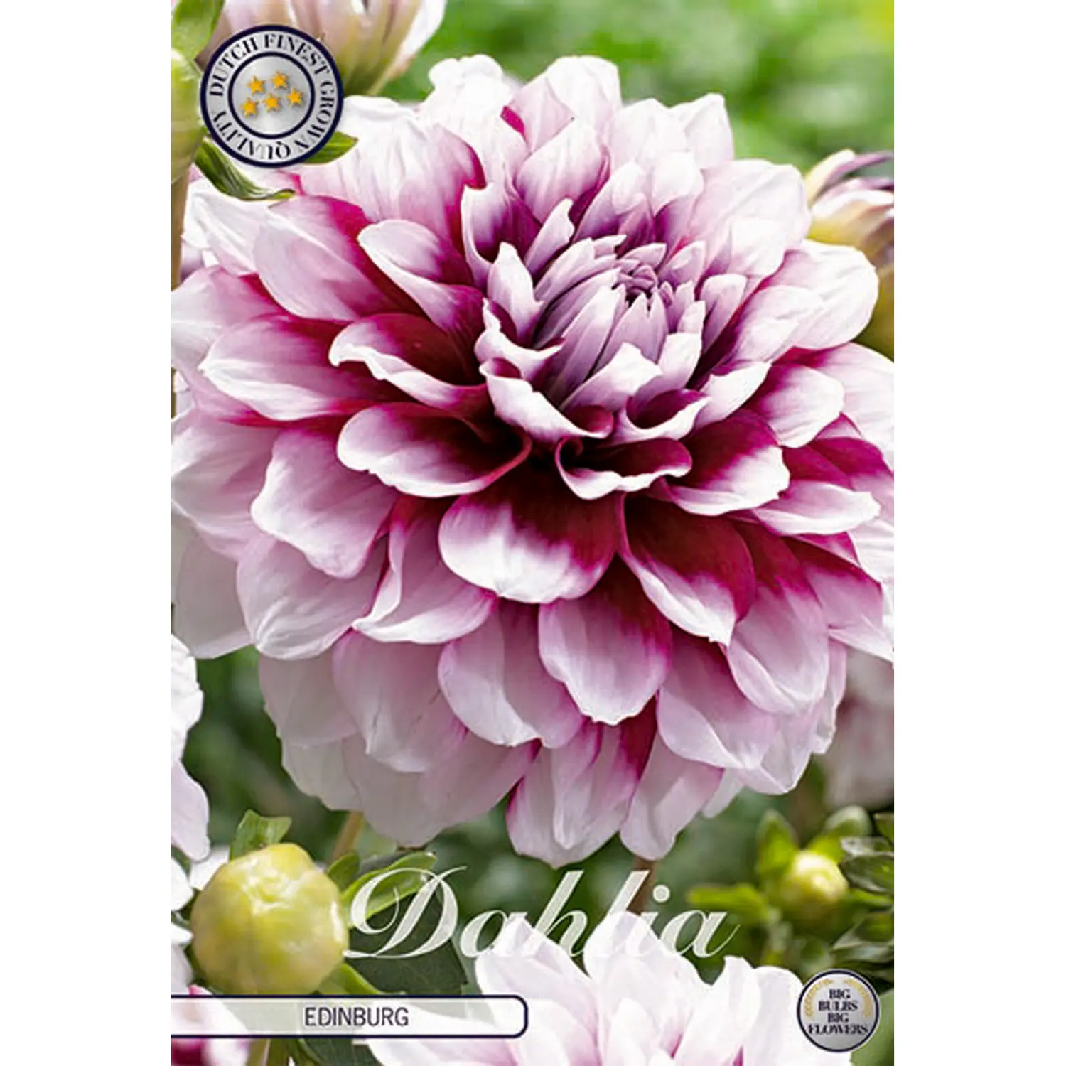 Dekorativdahlia, Edinburg 1 st