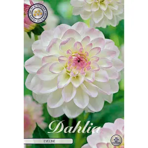 Bolldahlia, Eveline 1 st