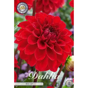 Bolldahlia, Red Cap 1 st