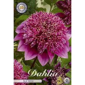 Anemondahlia, Blue Bayou 1 st
