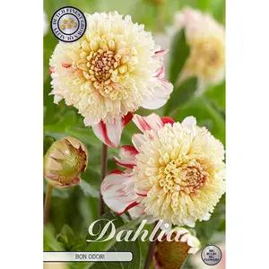 Anemondahlia, Bon Odori 1 st