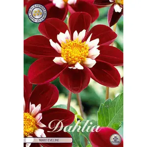 Anemondahlia, Mary Eveline 1 st