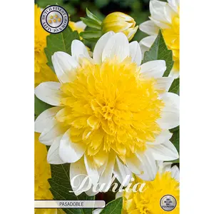 Anemondahlia, Pasadoble 1 st 1 st
