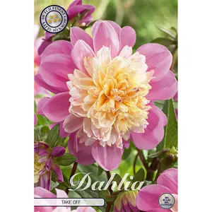 Anemondahlia, Take Off 1 st