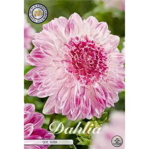 Anemondahlia, Que Sera 1 st