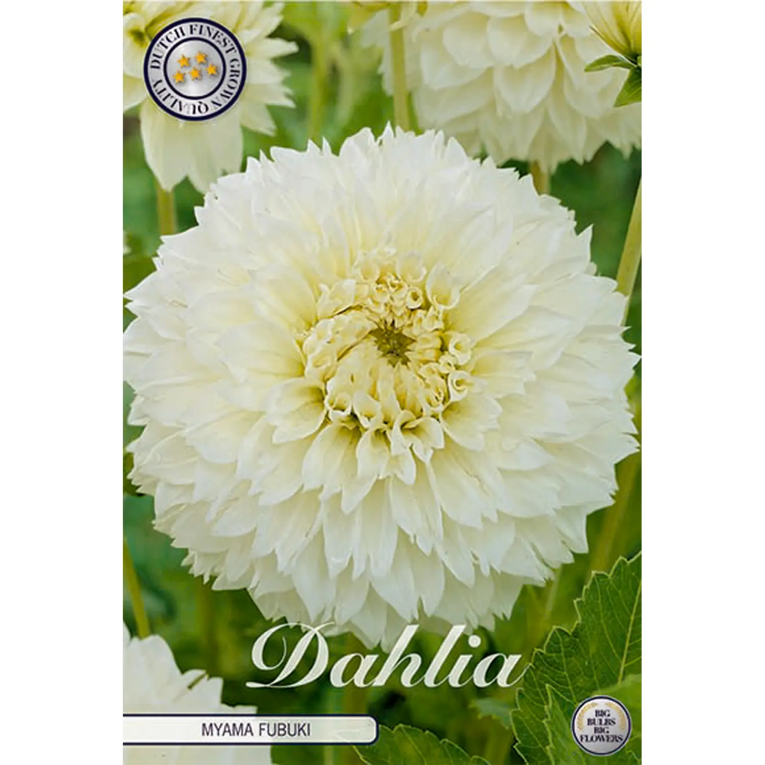 Fransdahlia, Fubuki Myama 1 st