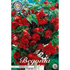 Hängbegonia, Pendula Red 3 st